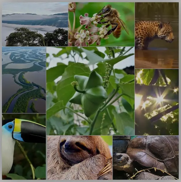 Amazon nature collage