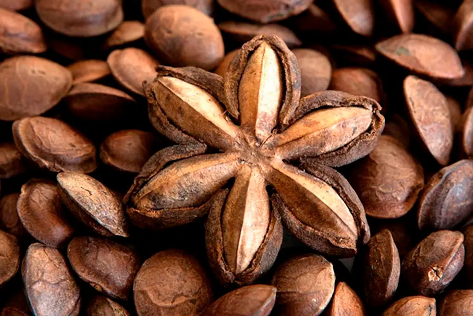 sacha inchi seed
