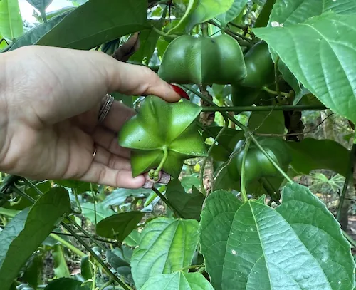 Man Harvesting Sacha Inchi