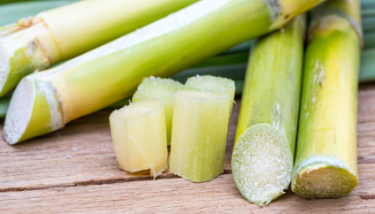 Sugar cane stalks